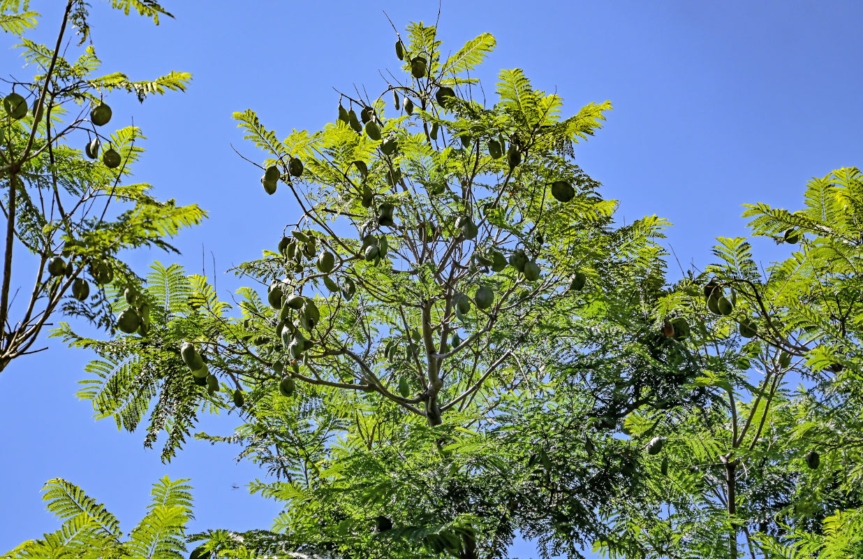 Изображение особи Jacaranda mimosifolia.