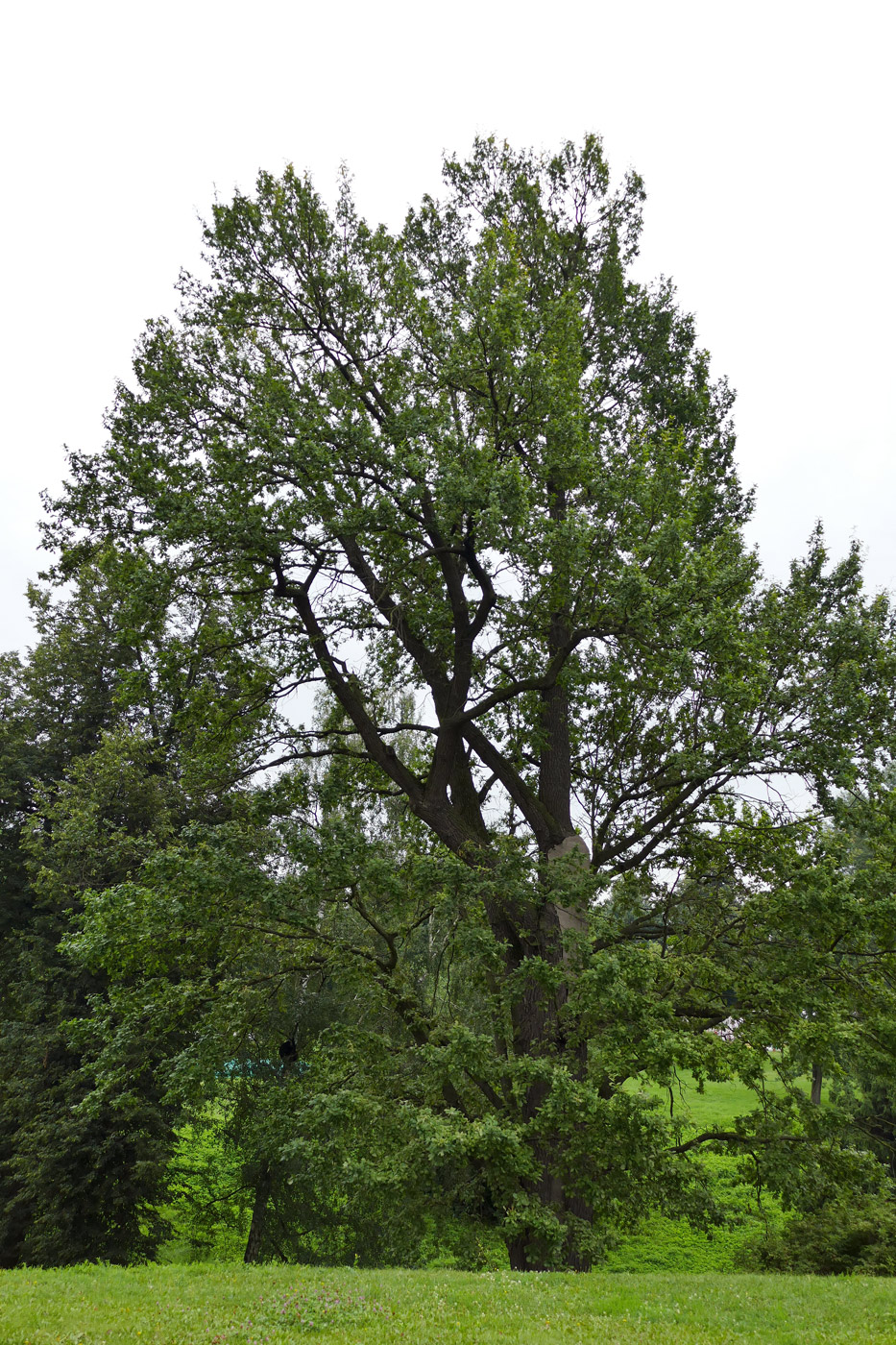 Image of Quercus robur specimen.