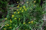 Potentilla erecta. Цветущие растения в сообществе с Erica и Poaceae. Португалия, Азорские о-ва, о-в Сан-Мигел, окр. оз. Лагоа-ду-Фогу, ≈ 1000 м н.у.м., верещатник. 14.08.2025.