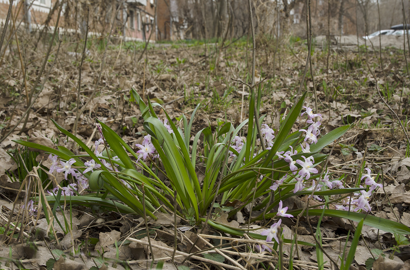 Изображение особи Chionodoxa luciliae.