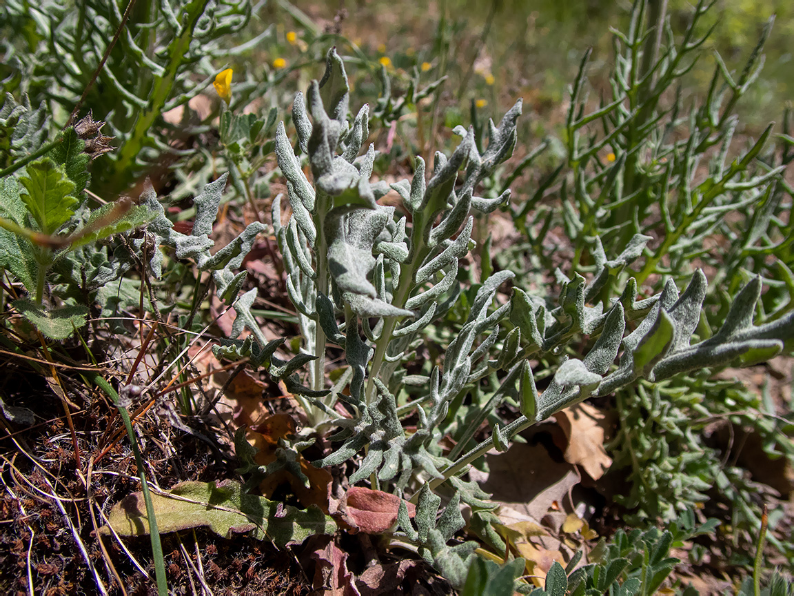Image of Jurinea roegneri specimen.