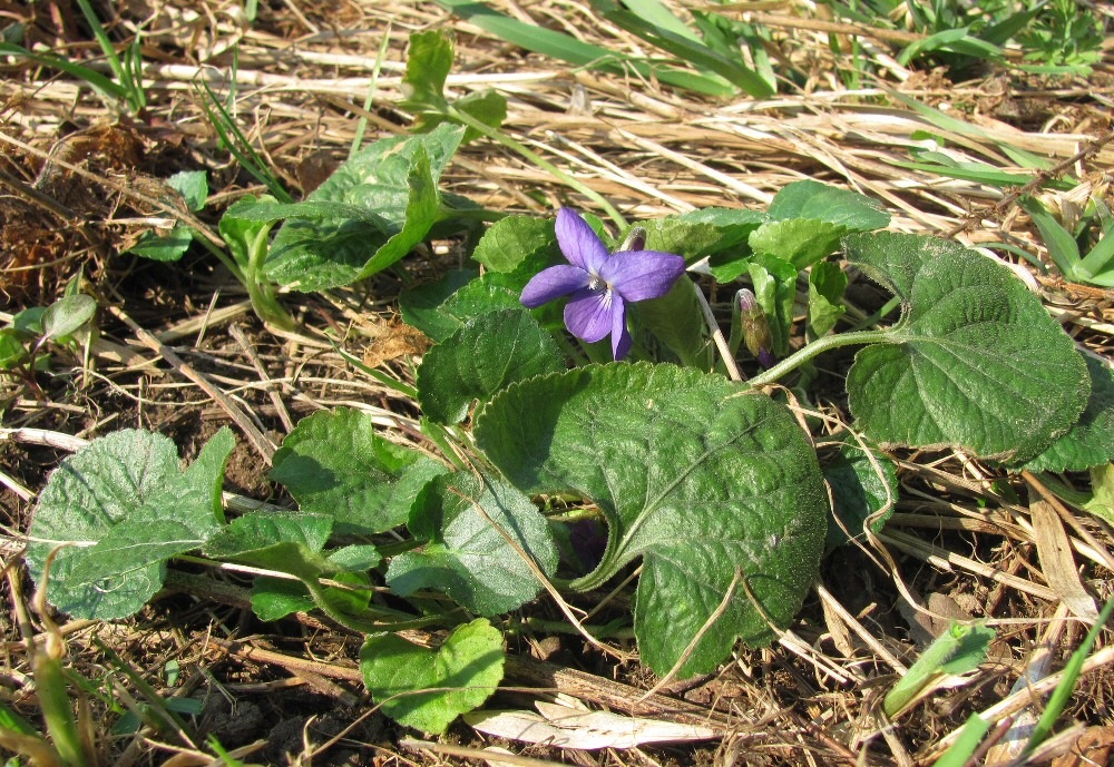 Изображение особи Viola &times; vindobonensis.