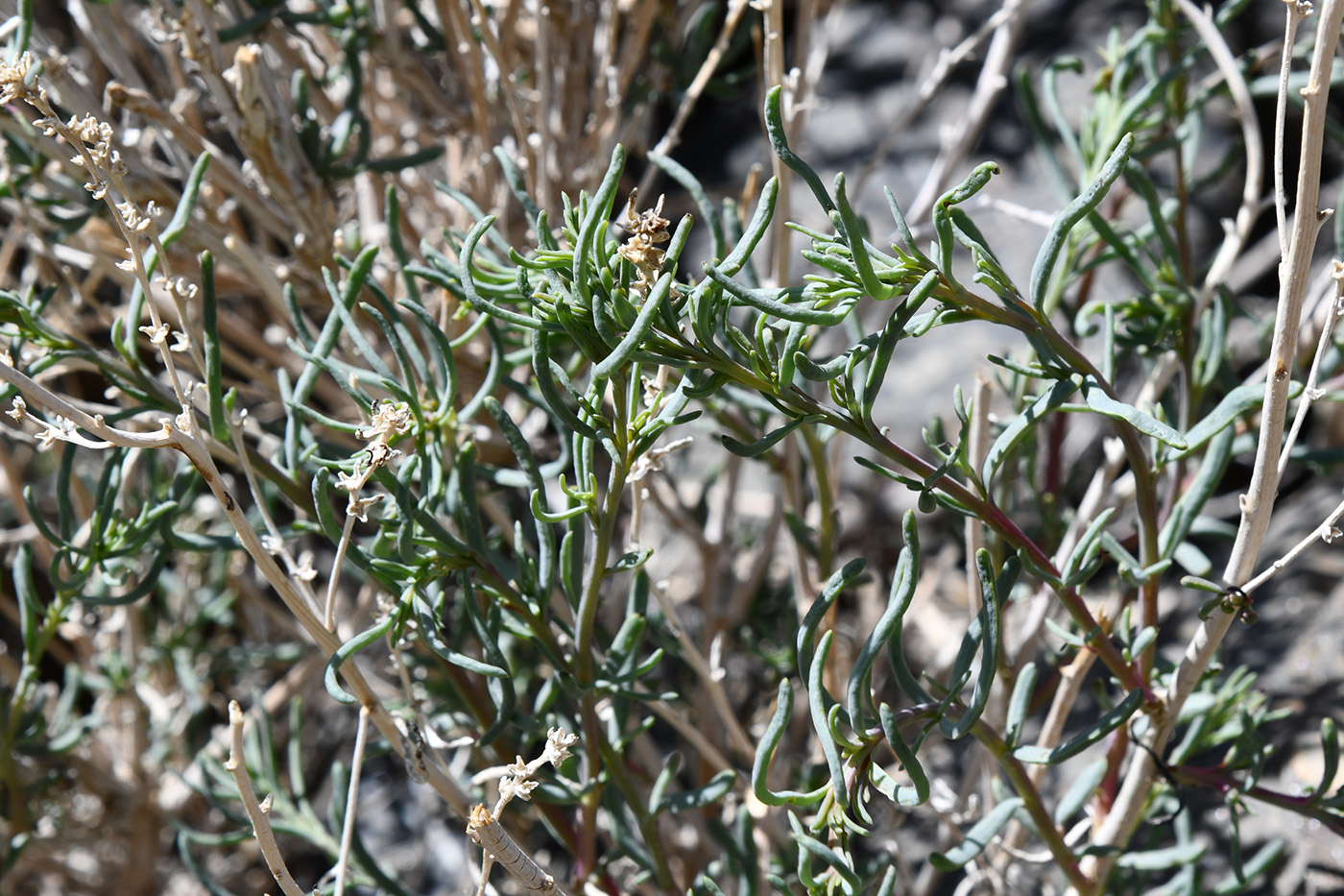Image of Salsola montana specimen.