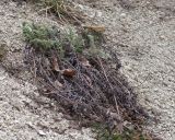 Psephellus declinatus разновидность albus. Вегетирующее растение с засохшими прошлогодними побегами. Краснодарский край, Крымский р-н, окр. станицы Неберджаевская, задернованное скальное обнажение на месте старого заросшего карьера, на мергелевой крошке. 10.04.2025.