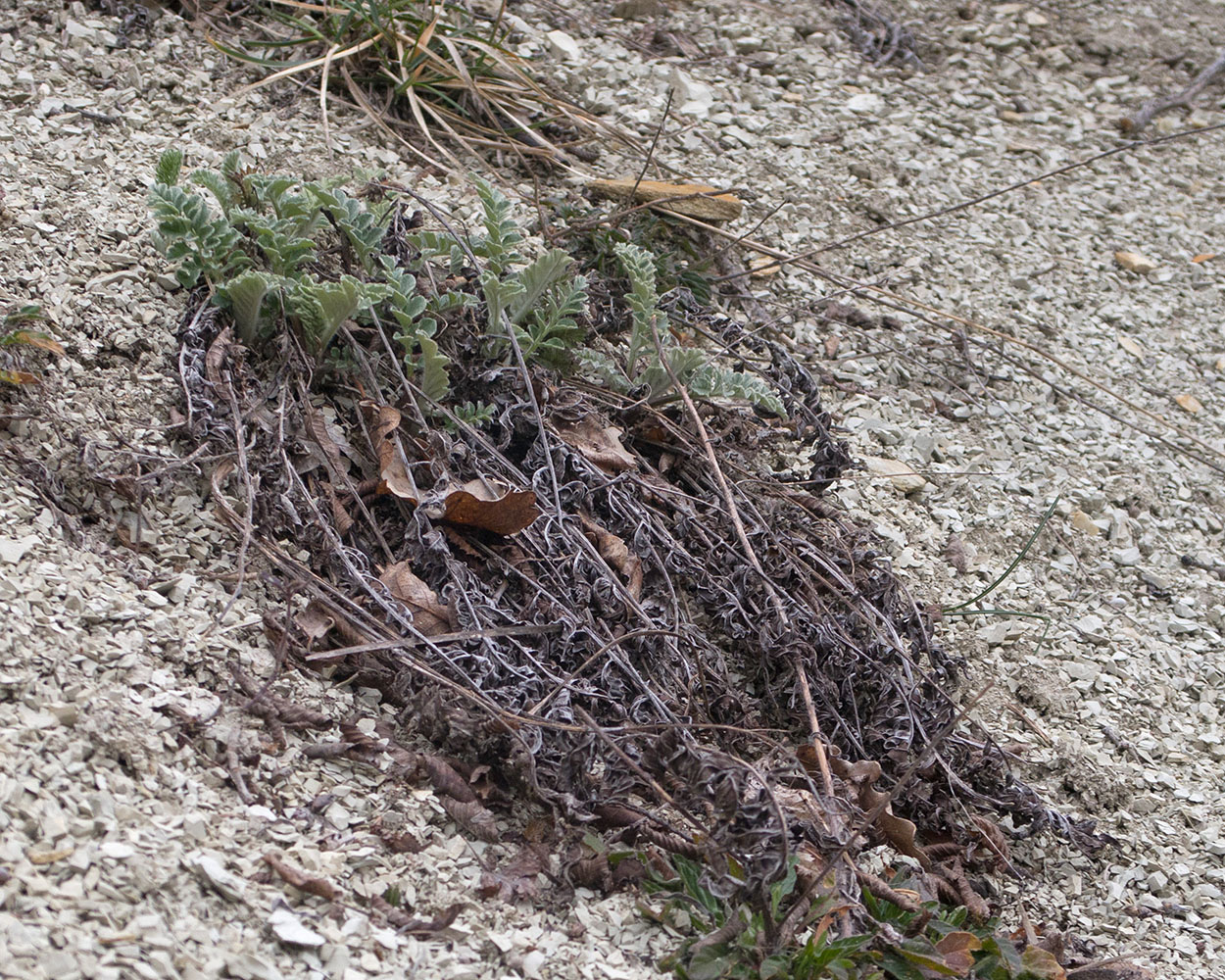 Изображение особи Psephellus declinatus var. albus.