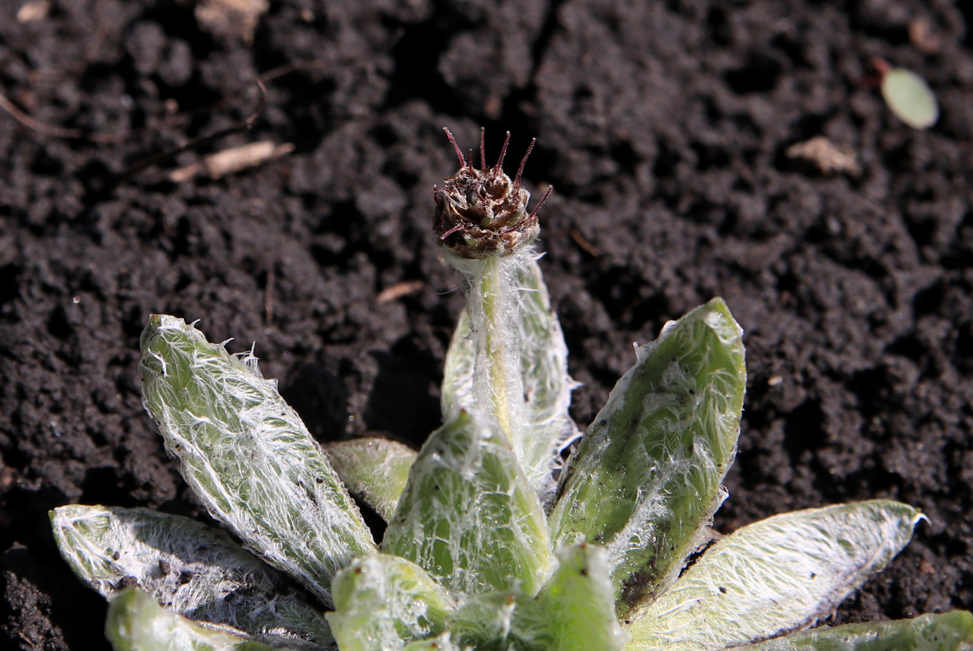 Image of Plantago nivalis specimen.