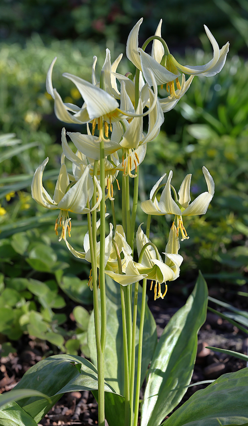 Image of Erythronium oregonum specimen.