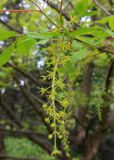Acer cissifolium. Соцветие. Санкт-Петербург, Петроградский р-н, Ботанический сад им. Петра Великого, парк-дендрарий, участок 127, в культуре. 11.05.2026.