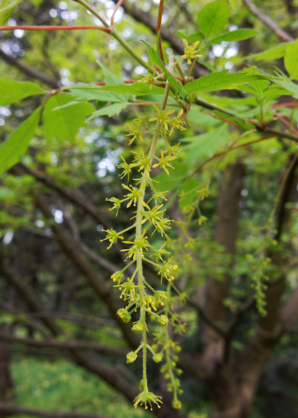 Image of Acer cissifolium specimen.