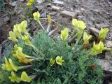 Astragalus dianthoides. Цветущее растение. Кыргызстан, Алайский хр., передовые предгорья, 4 км восточнее Кадамжая, 1090 м, полынно-эфемероидное сообщество. 06.04.2026.