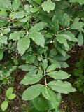 Euonymus europaeus. Ветви с созревающими плодами. Волгоград, берег Волго-Донского канала, между шлюзами №№ 2 и 3, на склоне долины рукотворного ручья. 02.06.2026.