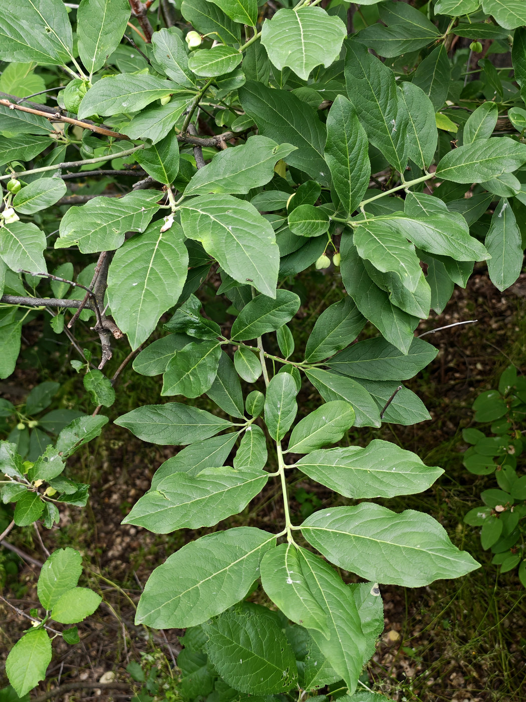 Image of Euonymus europaeus specimen.