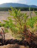 Juniperus davurica. Ветвь. Приморский край, Лазовский р-н, Лазовский запов., берег бухты Просёлочная, песчаная морская терраса. 13.06.2026.