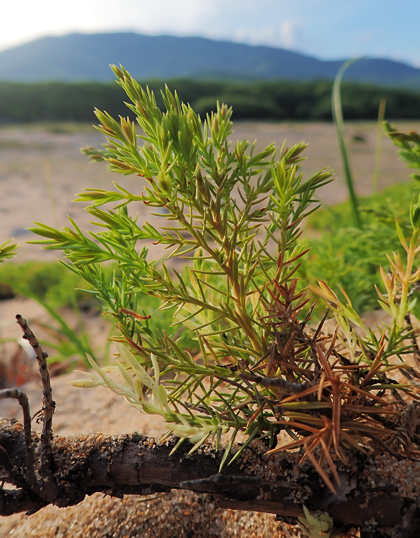 Image of Juniperus davurica specimen.