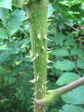 Aralia elata. Часть ствола с основанием черешка листа. Приморский край, Уссурийский гор. округ, окр. с. Каймановка, смешанный лес лес. 26.10.2026.