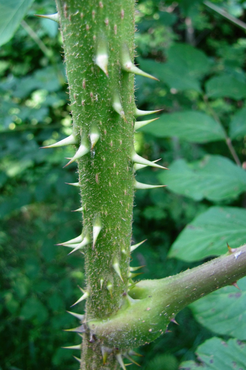 Изображение особи Aralia elata.