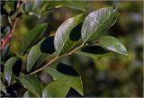 Vaccinium corymbosum