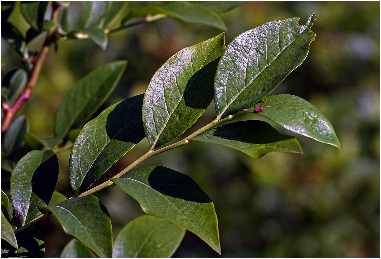 Image of Vaccinium corymbosum specimen.
