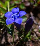 Gentiana jamesii. Цветок и бутон. Хабаровский край, р-н имени Лазо, гора Ко, выс. ≈ 1900 м н.у.м., горная тундра. 02.08.2026.