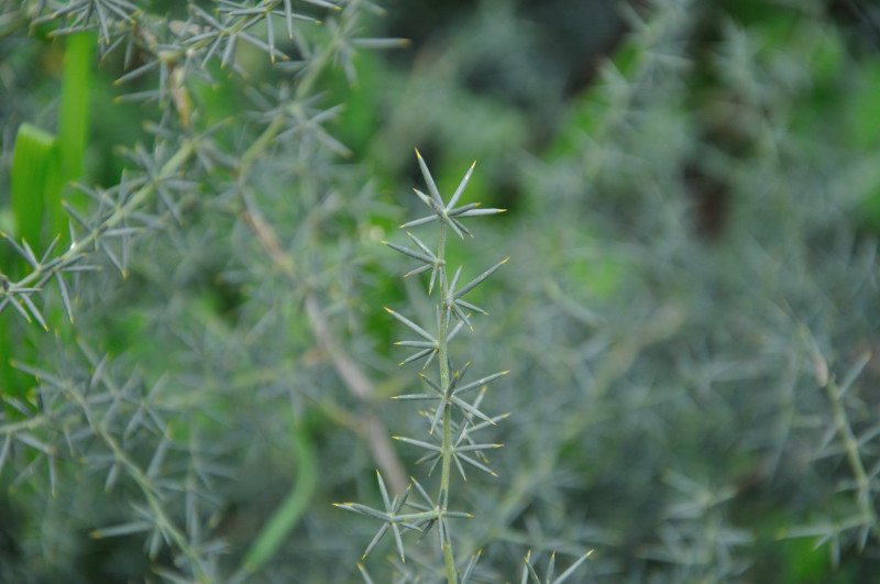 Image of Asparagus acutifolius specimen.