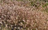 Hordeum leporinum. Цветущие растения. Португалия, округ Бежа, дол. р. Мира, пойменная терраса. 06.06.2026.