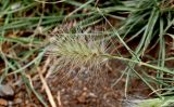Pennisetum villosum. Соцветие. Португалия, о-в Мадейра, мыс Сан-Лоренцо, сухой склон. 12.06.2026.