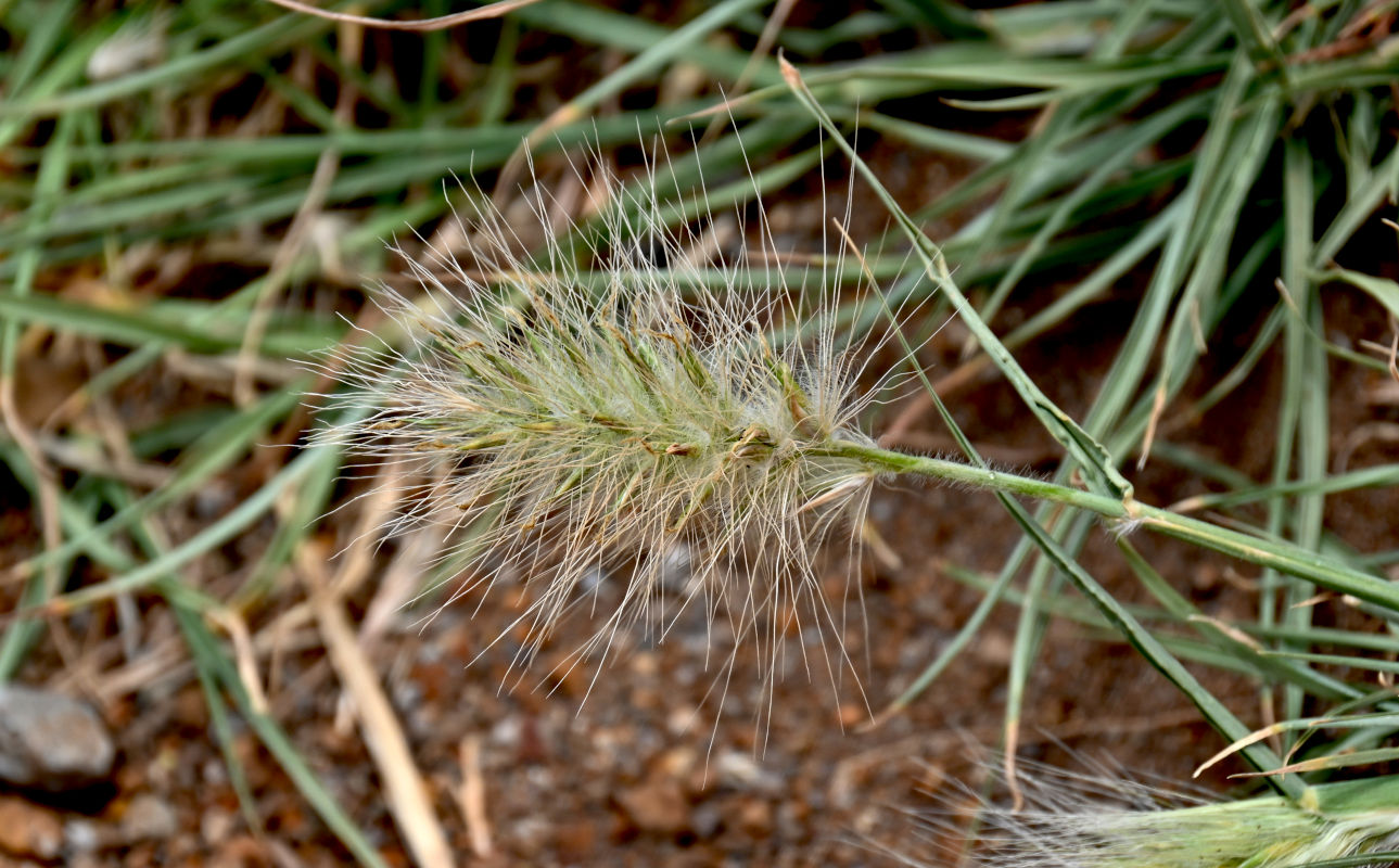 Изображение особи Pennisetum villosum.