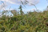 Polygonum patulum. Цветущие побеги. Крым, Севастополь, кутовая часть бух. Круглая. 24.09.2026.