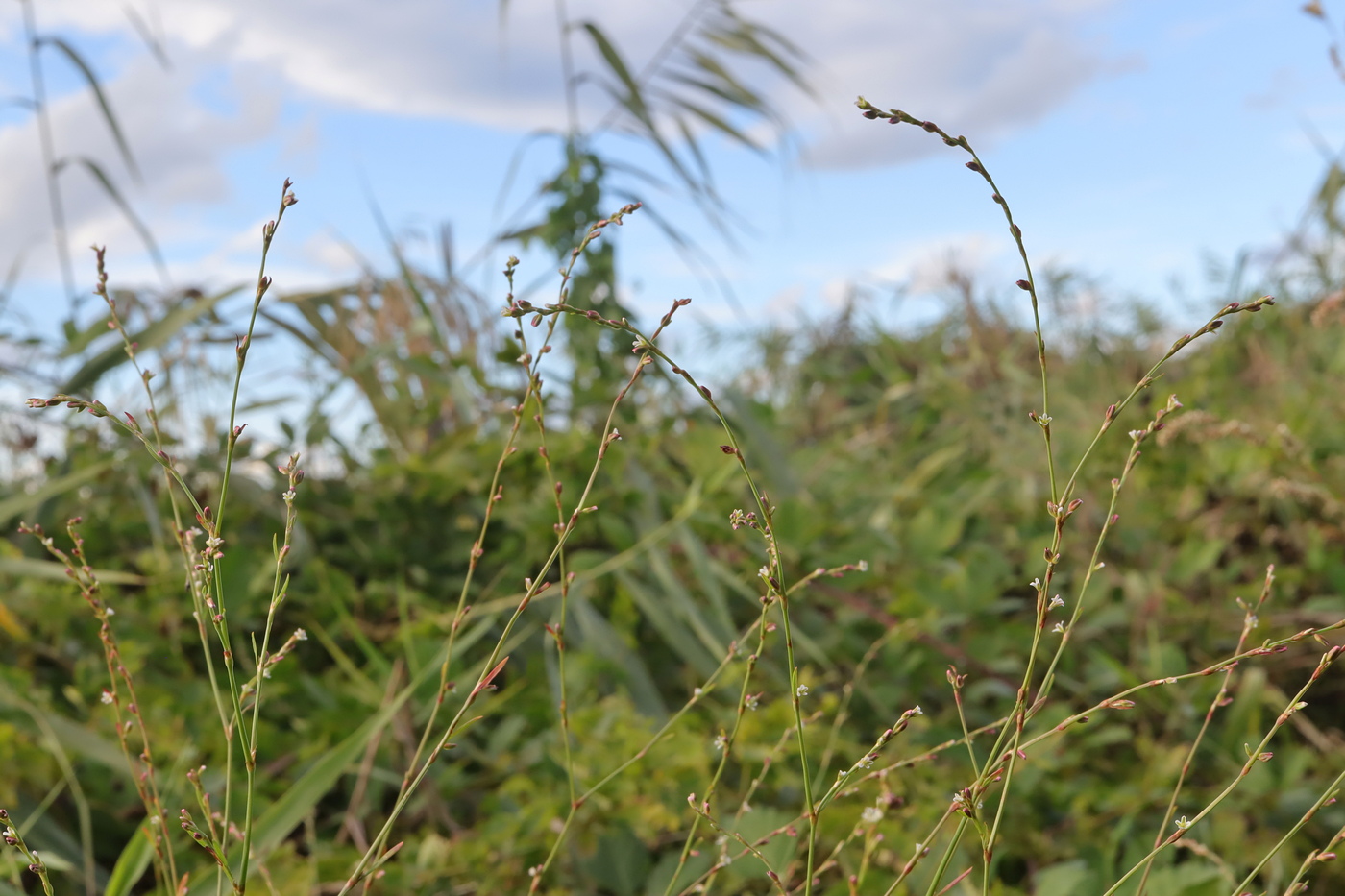 Image of Polygonum patulum specimen.