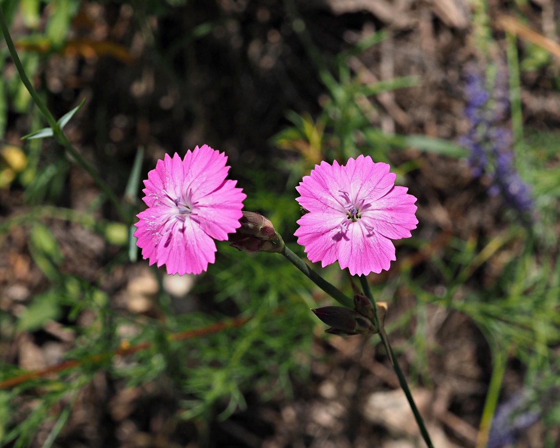 Изображение особи Dianthus borbasii.