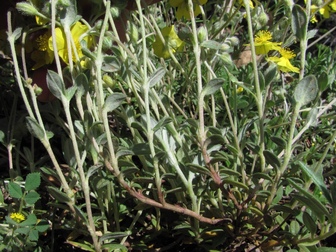 Image of Helianthemum georgicum specimen.