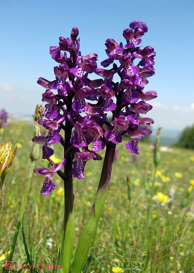 Image of Anacamptis morio ssp. caucasica specimen.