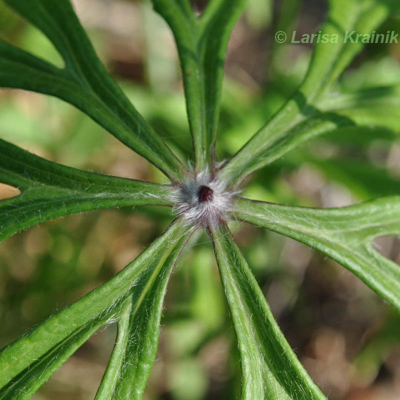 Изображение особи Syneilesis aconitifolia.