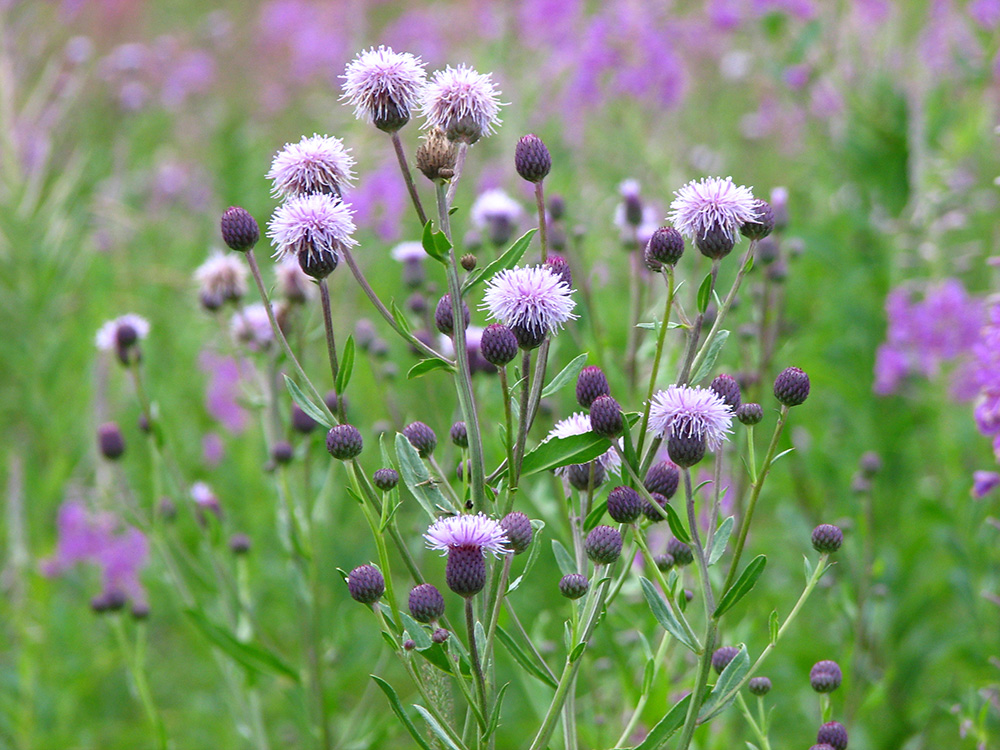 Image of Cirsium arvense specimen.