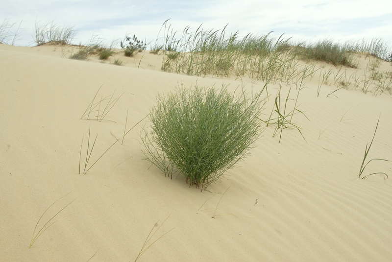 Image of Linaria dulcis specimen.