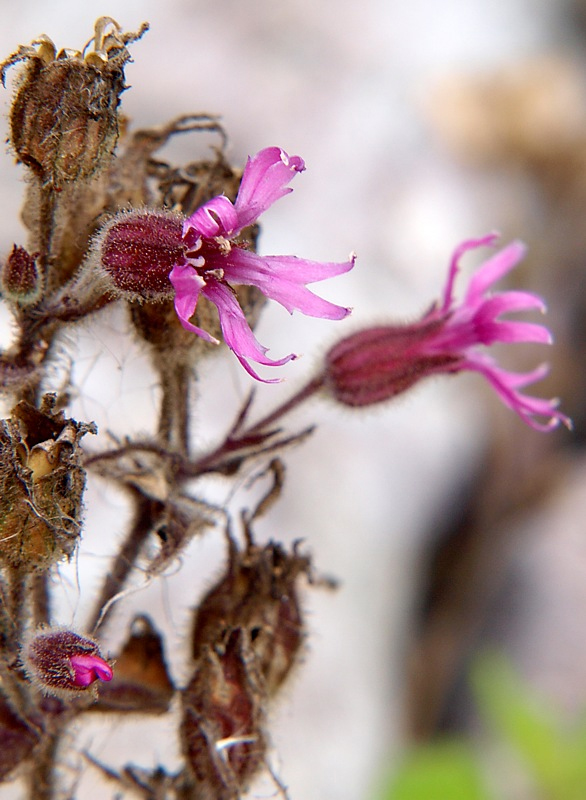 Image of Silene olgae specimen.