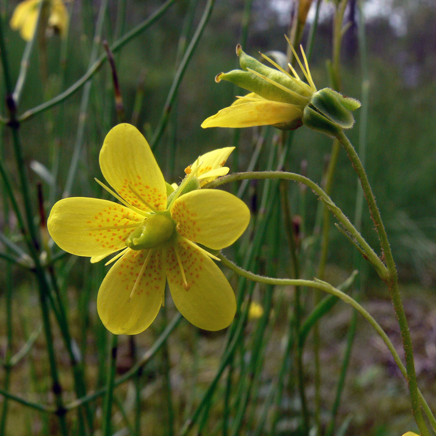 Image of Saxifraga hirculus specimen.