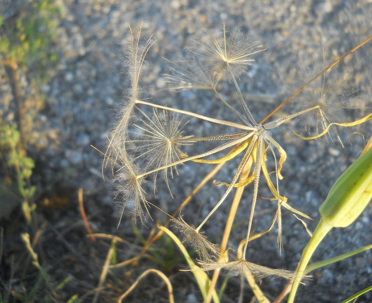 Image of Tragopogon orientalis specimen.