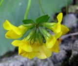 Lotus corniculatus