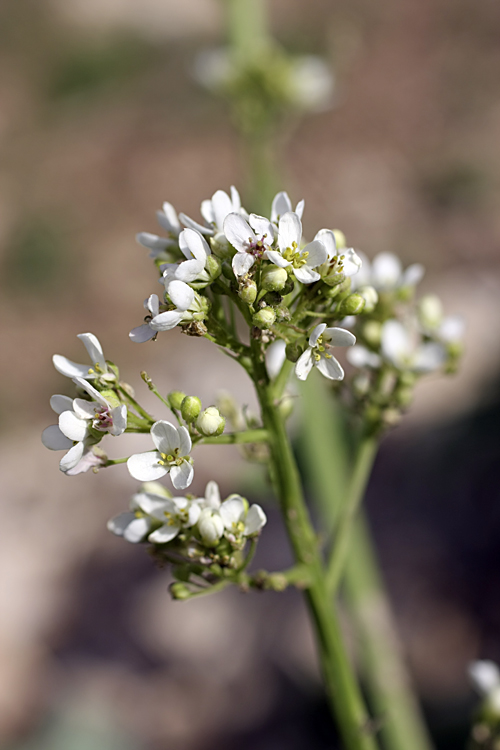 Image of Crambe kotschyana specimen.