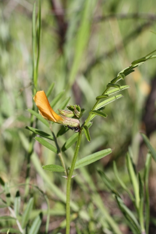 Image of Vicia biebersteinii specimen.