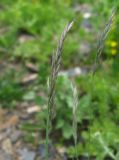 Festuca brunnescens