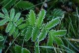 Potentilla anserina