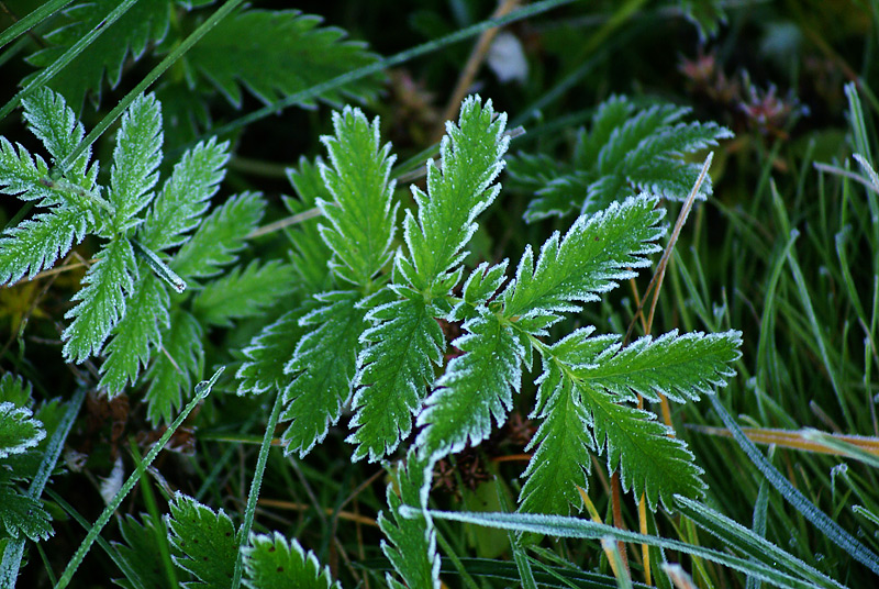 Изображение особи Potentilla anserina.