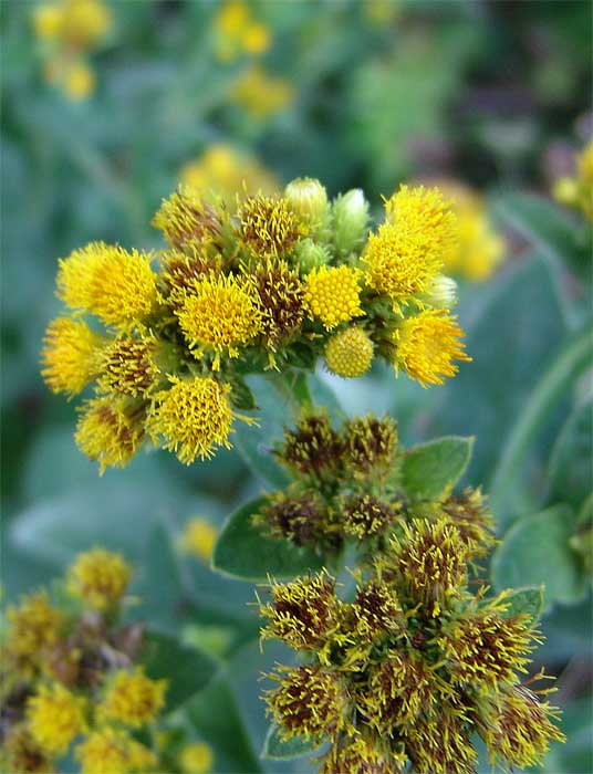 Изображение особи Inula thapsoides.