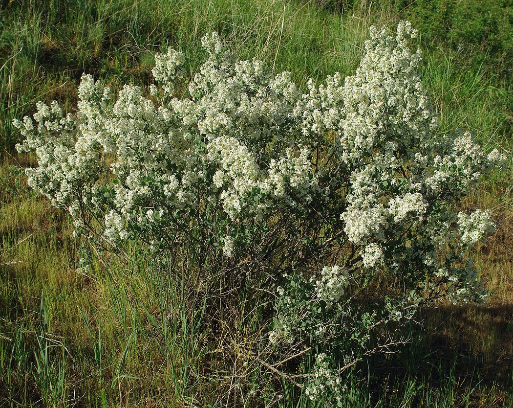 Image of Atraphaxis laetevirens specimen.