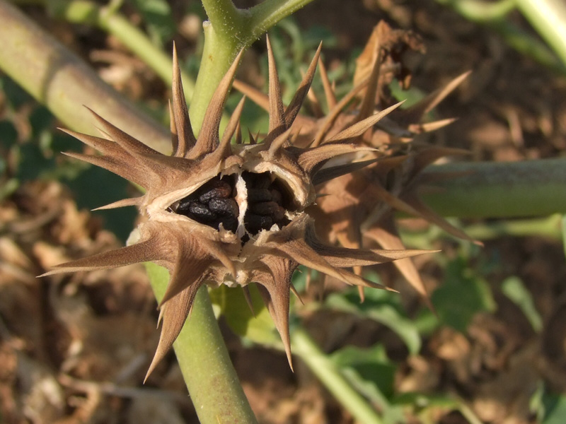 Изображение особи Datura ferox.