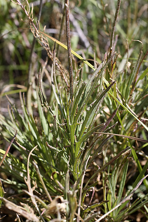 Image of Jurinea suffruticosa specimen.