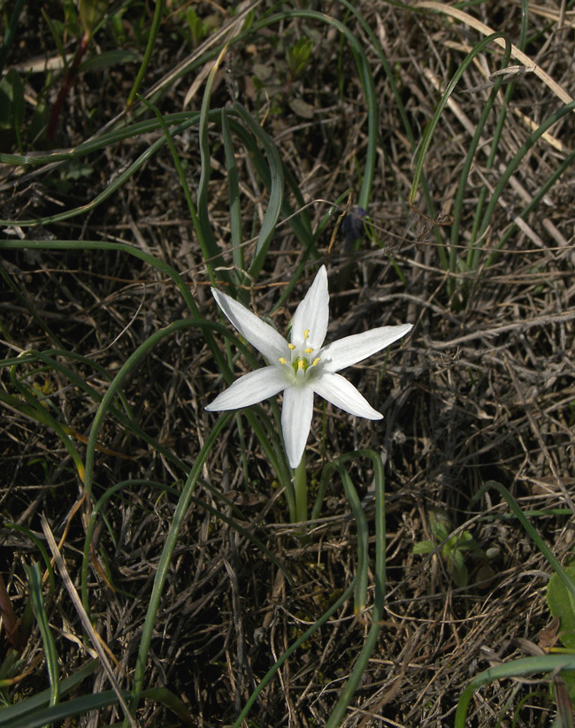 Изображение особи Ornithogalum navaschinii.