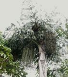 Caryota mitis. Верхушка плодоносящего дерева. Израиль, Хамат-Гадер, в культуре. 14.02.2011.